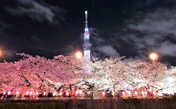 【先着3名無料】隅田公園の夜桜を見に行こう🌸🌸