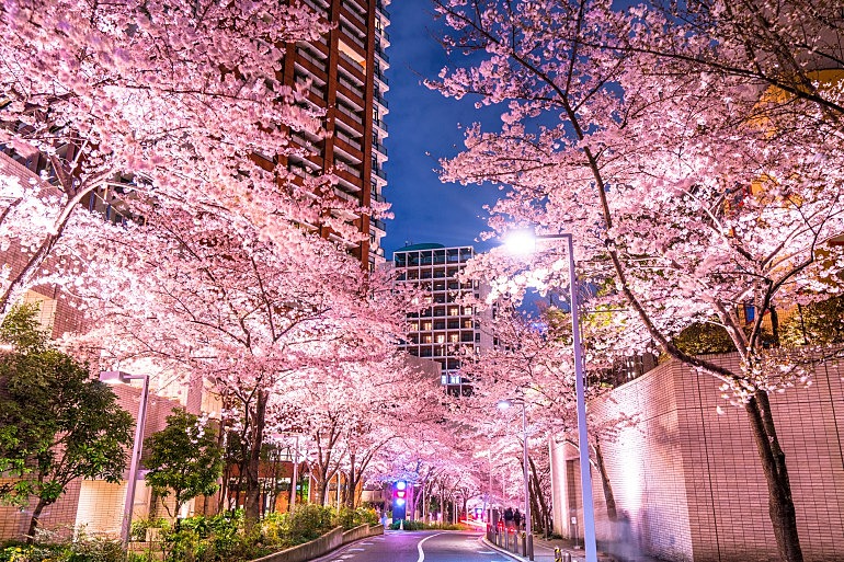 【六本木】のんびり歩きながら夜桜と交流を楽しみましょう♪