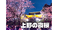 【上野公園】のんびり歩きながら夜桜と交流を楽しみましょう♪
