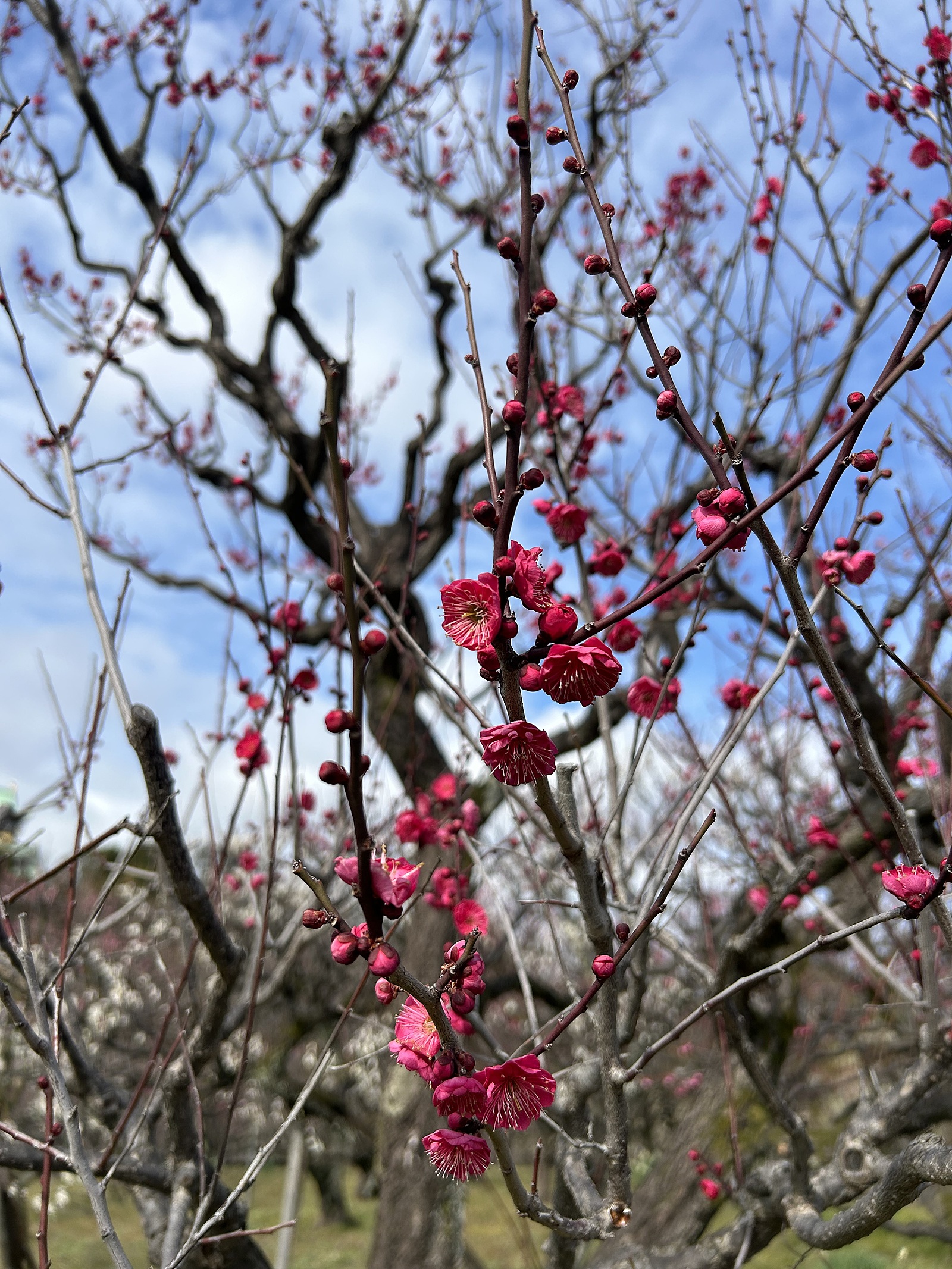 【大阪城🏯×梅の花見🌸】ウォーキングしながら楽しむ特別なイベント✨