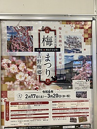 多摩地域の梅林を見に行こう🌸吉野梅郷入場無料です
