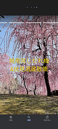 【城南宮しだれ梅&伏見酒蔵散策】美しい梅の花と酒蔵巡りで心もお腹も満たされる特別な散策✨