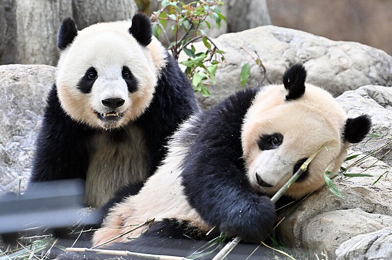 【上野動物園 カメラ撮影会】可愛い動物たちとのふれあいを楽しむ✨