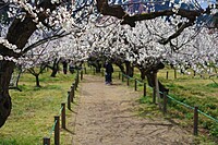 【大高取山】登山の合間に梅林でお花見して和菓子パーティーする会【第19回】