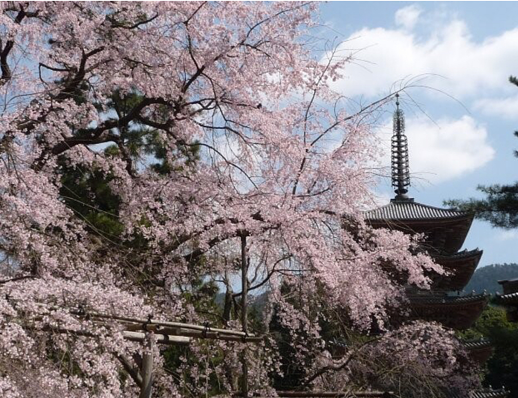 スマホ参加歓迎✨【醍醐寺の桜フォトウォーク】美しい桜の中で思い出に残る写真を🌸✨