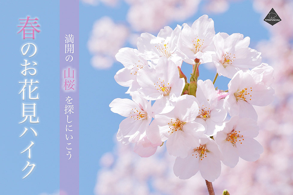 【満席・開催決定】みんなでお花見企画！二上山をゆるく楽しく、桜を見ながらハイキング♪