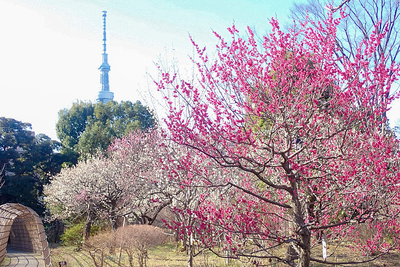【カメライベント】向島百花園の梅まつりを撮りに行こう📸