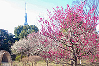 【カメライベント】向島百花園の梅まつりを撮りに行こう📸