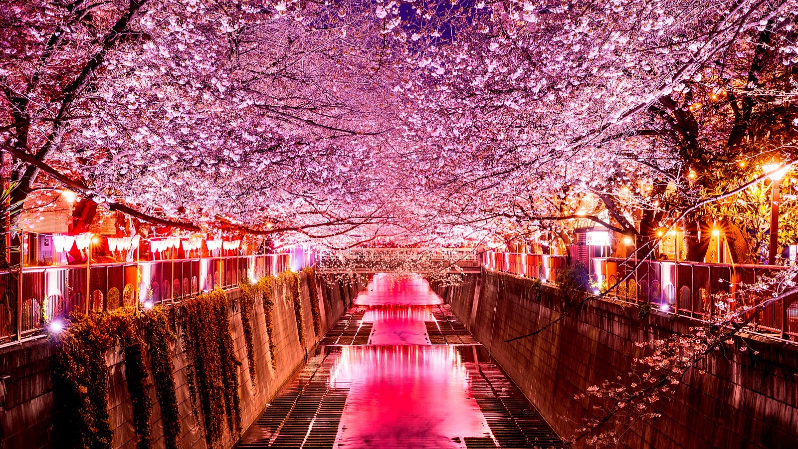 目黒川の夜桜を見に行こう🌸✨