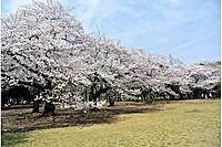【途中参加OK◎】みんなでお菓子を持ち寄ってお花見を楽しもう𓂃🌸𓈒𓏸ビンゴ大会もします🥳