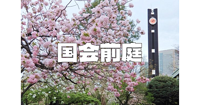 歴史ある国会前庭の史跡巡りと（あれば）桜鑑賞を楽しみます！