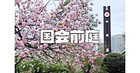 歴史ある国会前庭の史跡巡りと（あれば）桜鑑賞を楽しみます！