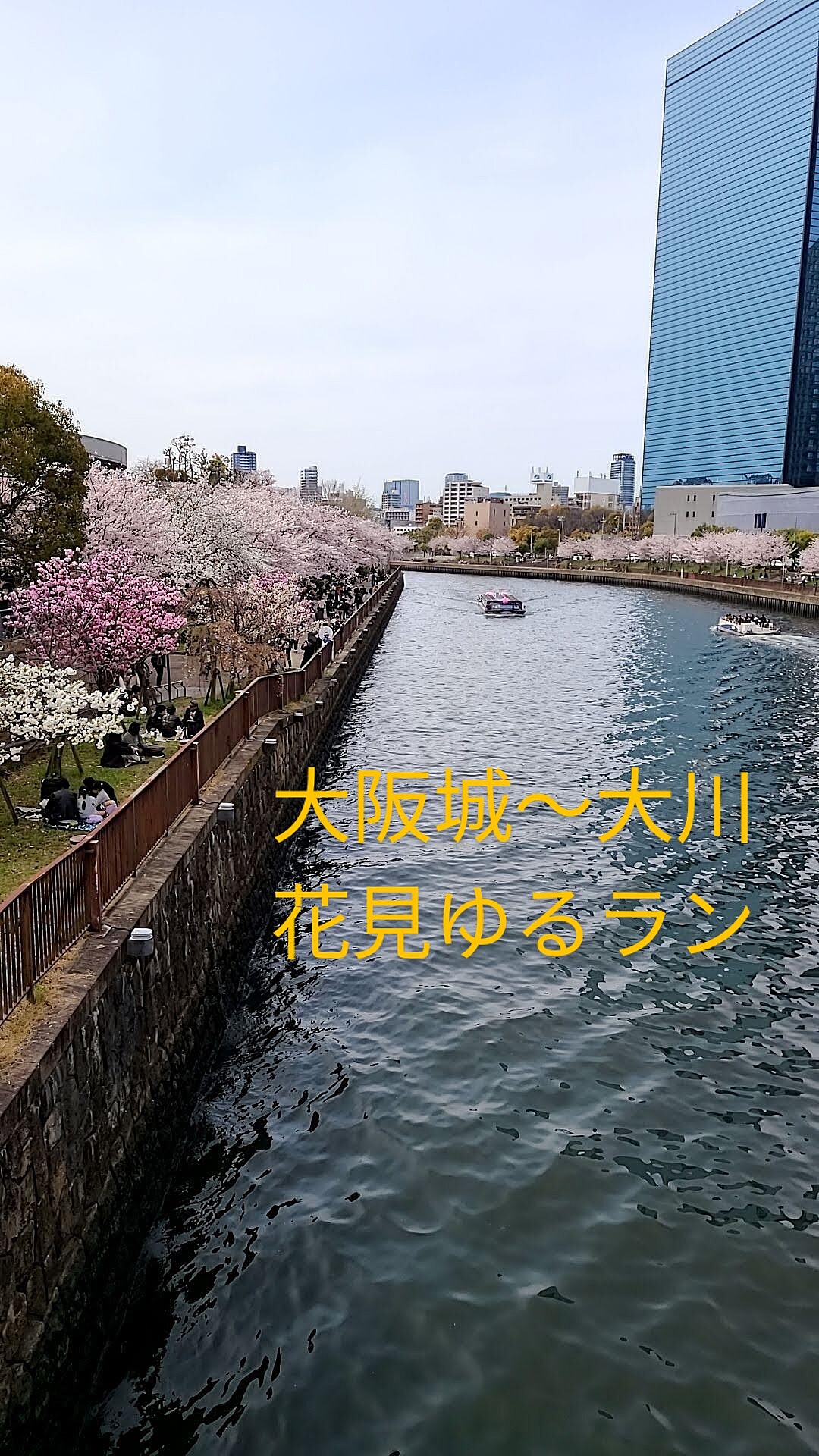 【春のお花見ゆるゆる朝ランat大阪城】桜見ながら心地よい朝ランを楽しもう🌸🏃