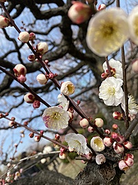 (20〜30代)大阪城公園ウォーキング！(ランチ会も！)