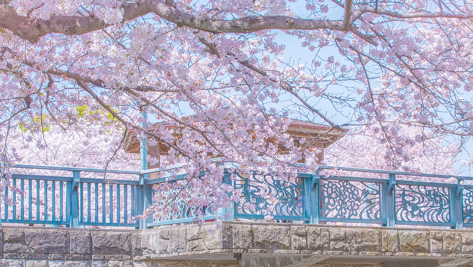 桜の名所ドライブ@埼玉栃木群馬＆自然散策＆食べ歩き【緩い日です】
