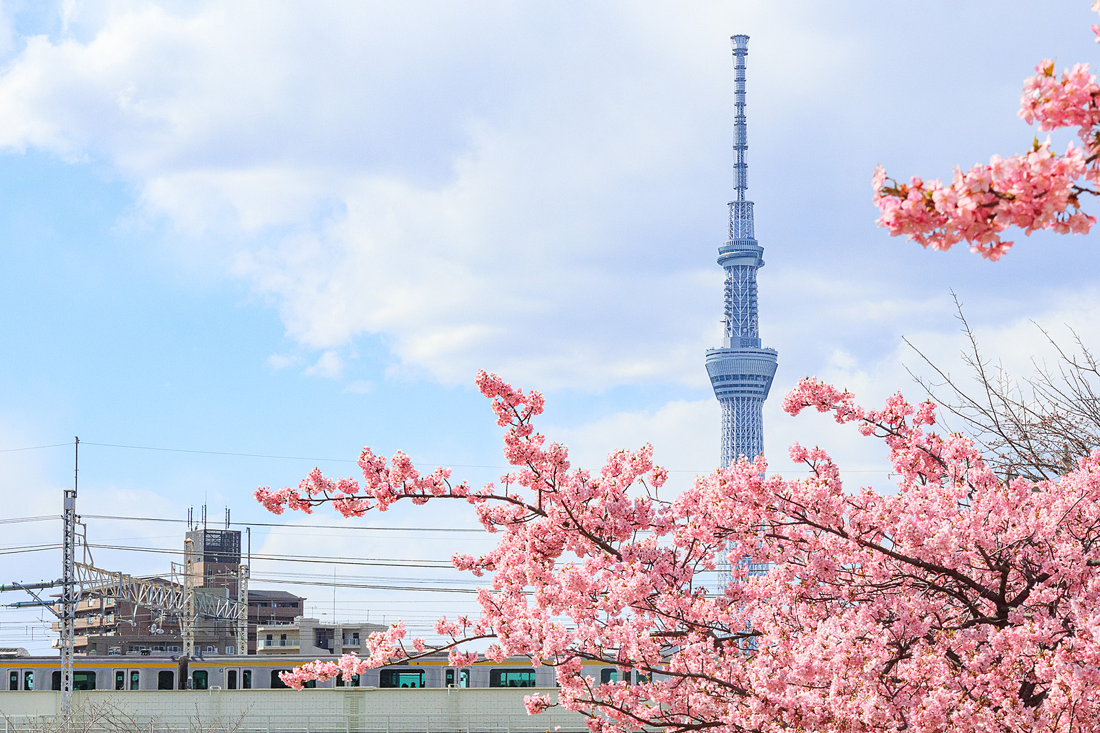 【カメライベント】都内(旧中川)の河津桜を撮りに行こう🌸