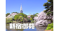【申込注意】新宿御苑でお花見とお散歩を楽しみます♪