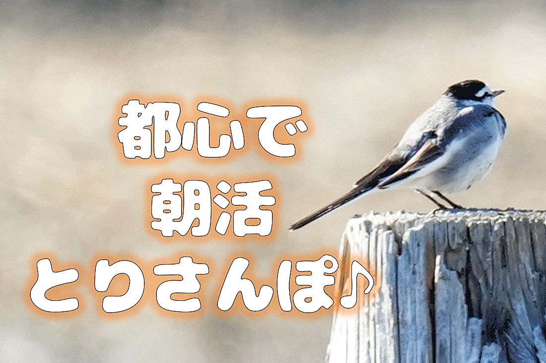 【都心で朝活：とりさんぽ♪】皇居で散歩しながら鳥の観察会