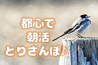 【都心で朝活：とりさんぽ♪】皇居で散歩しながら鳥の観察会