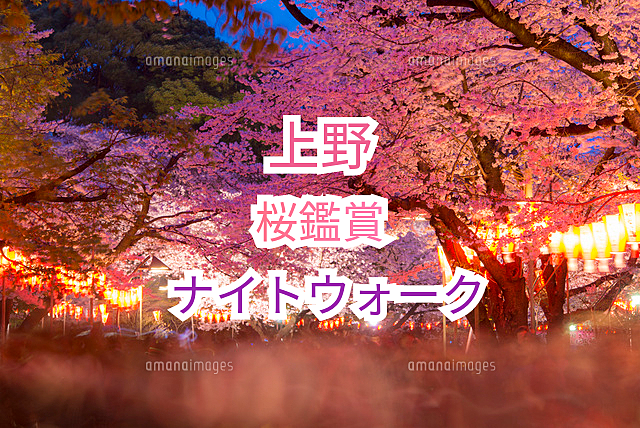 参加費無料【上野×夜桜】幻想的な夜桜を楽しむ特別な散歩イベント🌸🌙