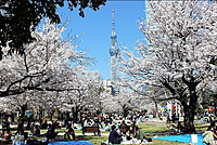【20代友活！】お花見🌸×モルック！新たな出会いで4月からもっと楽しい毎日しよっ！
