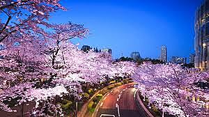 【平成生まれ×夜桜×六本木】東京ミッドタウンで夜桜を堪能しよう！