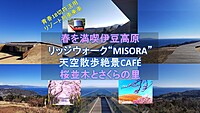 海と山がコラボした春の絶景 リゾート列車から見る海の車窓、海鮮丼と伊豆の絶景天空カフェとさくらの里【平日企画】