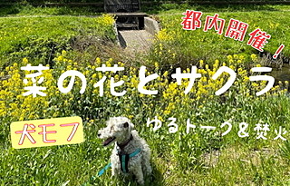 🌸桜と菜の花を見ながらのんびり焚き火会in調布【男性満席】