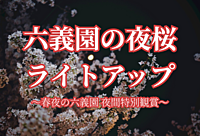 六義園の夜桜ライトアップ（期間限定夜間特別鑑賞）を楽しもう