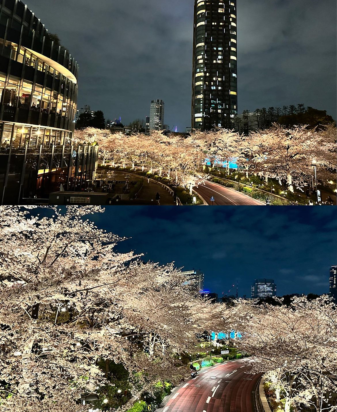 【途中参加可🙆‍♀️】【MIDTOWN BLOSSOM 2024】桜を見ながら屋外テラスでゆったり過ごそう𓂃🌸𓈒𓏸