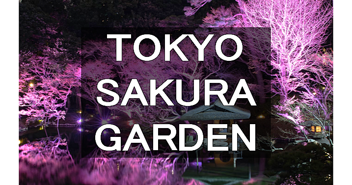 TOKYO SAKURA GARDEN ライトアップされた日本庭園で夜桜を楽しみます♪