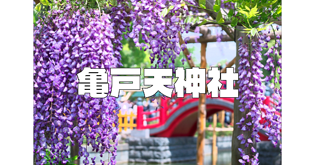 東京一の藤の名所「亀戸天神社」で藤とお散歩を楽しみます♪