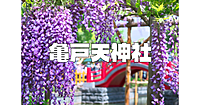東京一の藤の名所「亀戸天神社」で藤とお散歩を楽しみます♪