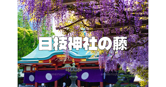 日枝神社で藤の鑑賞と宝物殿を楽しみます(^_^)