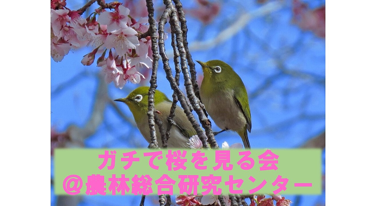 【ガチで桜を見る会】 いろいろな桜を鑑賞しよう！[１回目]