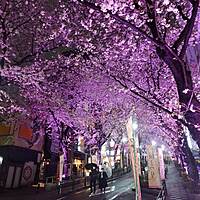 3月29日(金)代々木公園🌸お花見会🌸