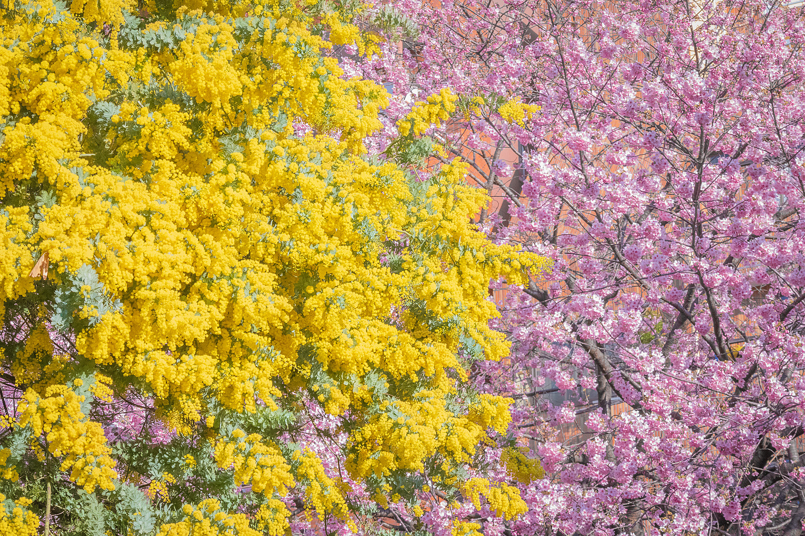 【カメライベント】蔵前神社のミモザと河津桜を撮りにいこう！📸