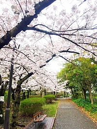 王子公園食べて飲んでのお花見会