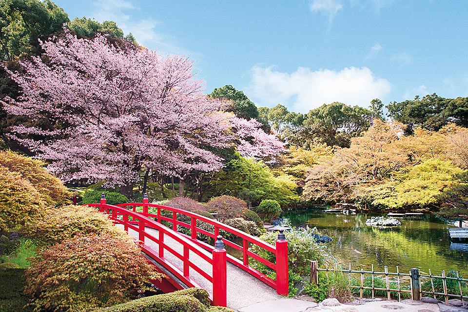 【女性主催】ホテルニューオータニに19種類の桜を見に行こう🌸📷