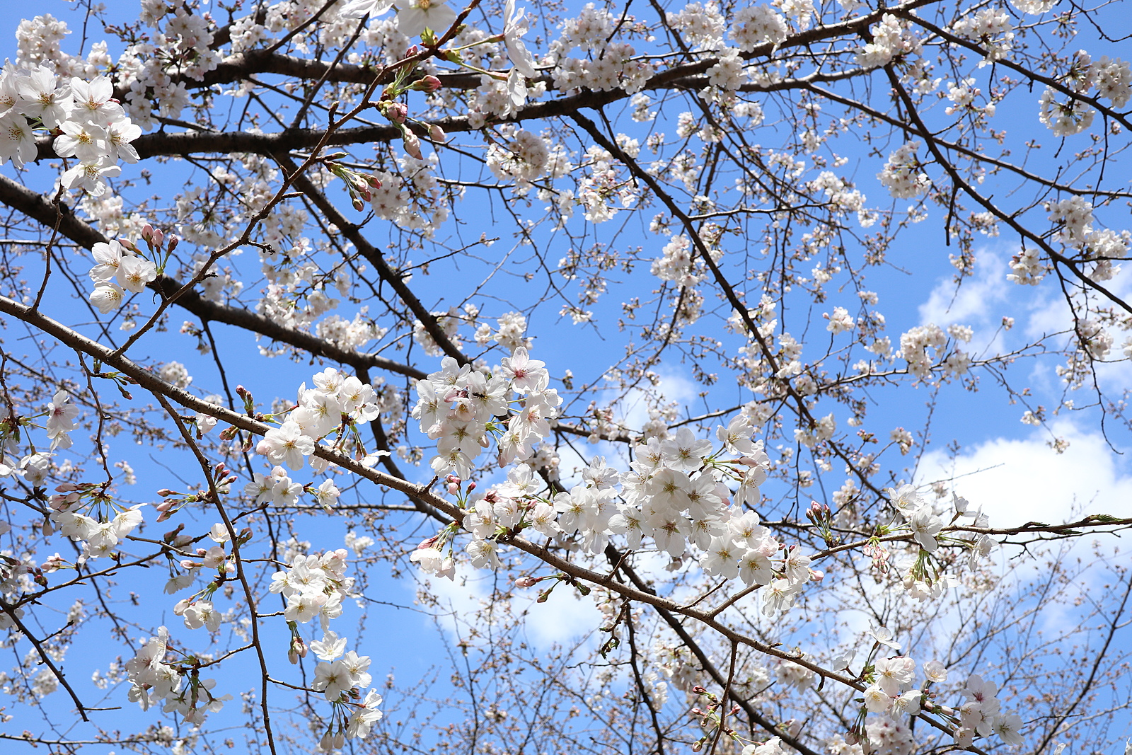 【代々木公園🌸📸】参加者同士でプロフィール写真撮影✨