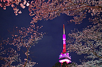 【宇都宮】4/6(土) 八幡山夜桜オフ会🌸