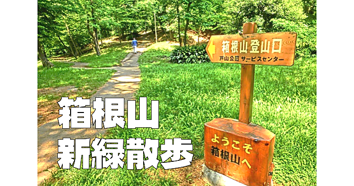 新宿区の箱根山登山と新緑散歩。江戸時代からある古い庭園「甘泉園」にもいきます。