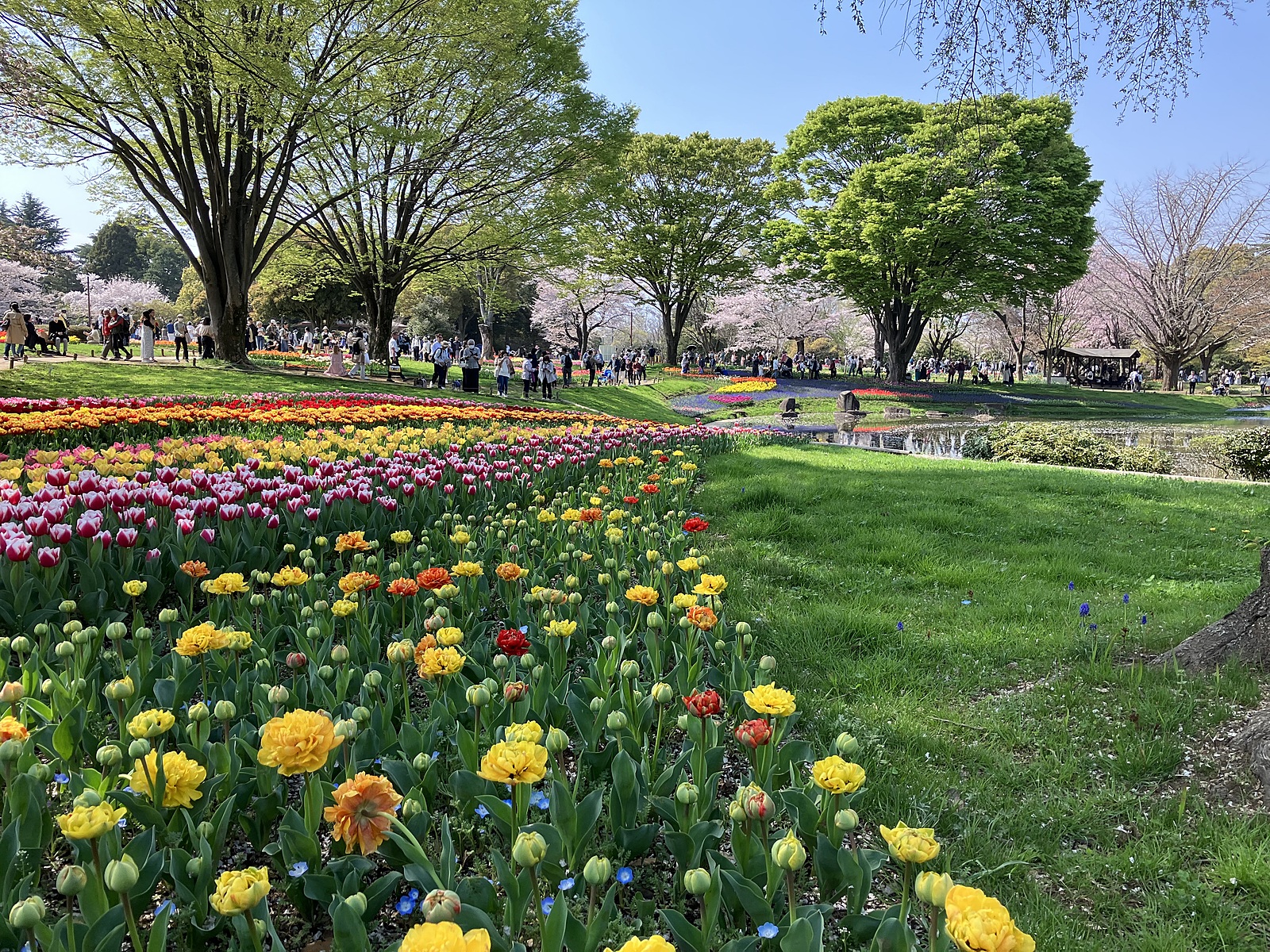 【20代・立川・友達作り】昭和記念公園でお花見しませんか？