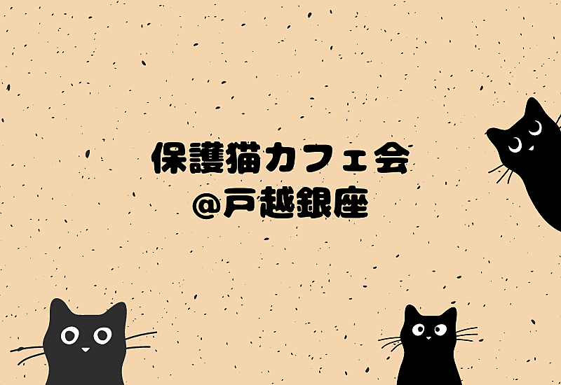 【少人数開催】可愛い猫たちと一緒に楽しむ癒しの猫カフェ巡り✨