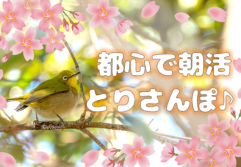 【都心で朝活：とりさんぽ♪】桜と鳥を見よう！皇居で散歩しながら鳥の観察会