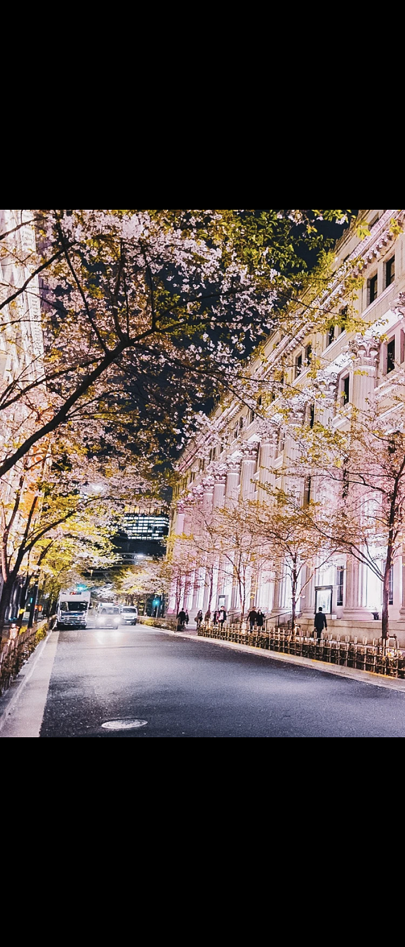 《おさんぽ》桜のライトアップを見に行こうin日本橋🌸🌸