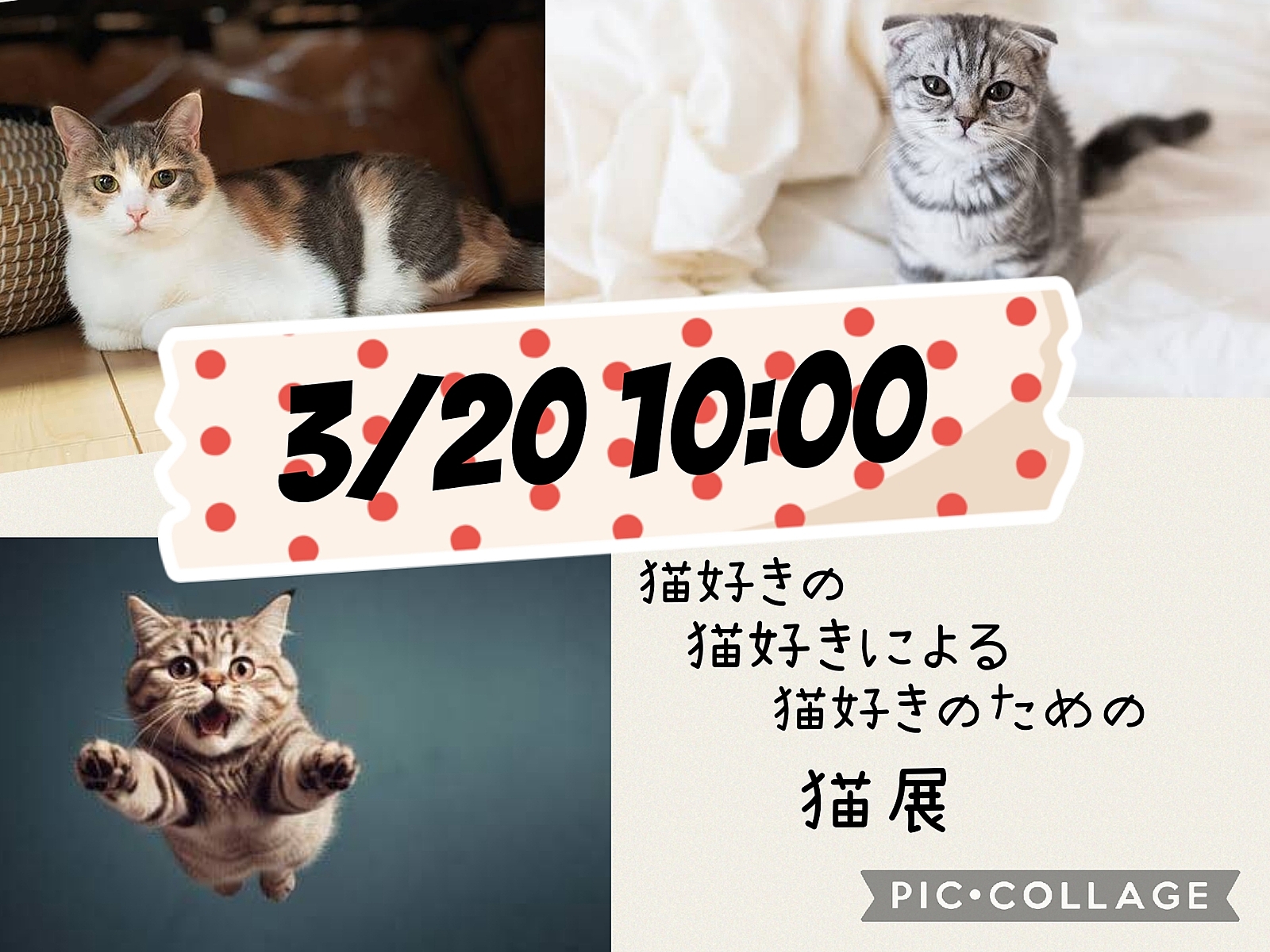 3/20 猫好きのための猫展(ΦωΦ)