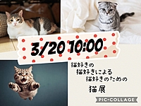 3/20 猫好きのための猫展(ΦωΦ)