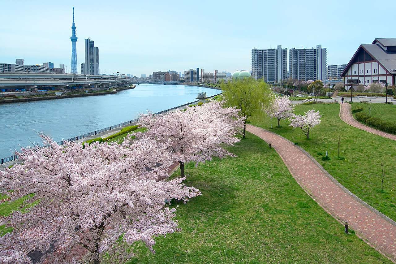 【カメライベント】汐入公園の大寒桜を撮りにいこう！