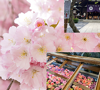 東京大神宮&千鳥が淵桜散策　！桜も観ながらお花見縁結びパワースポット散策会